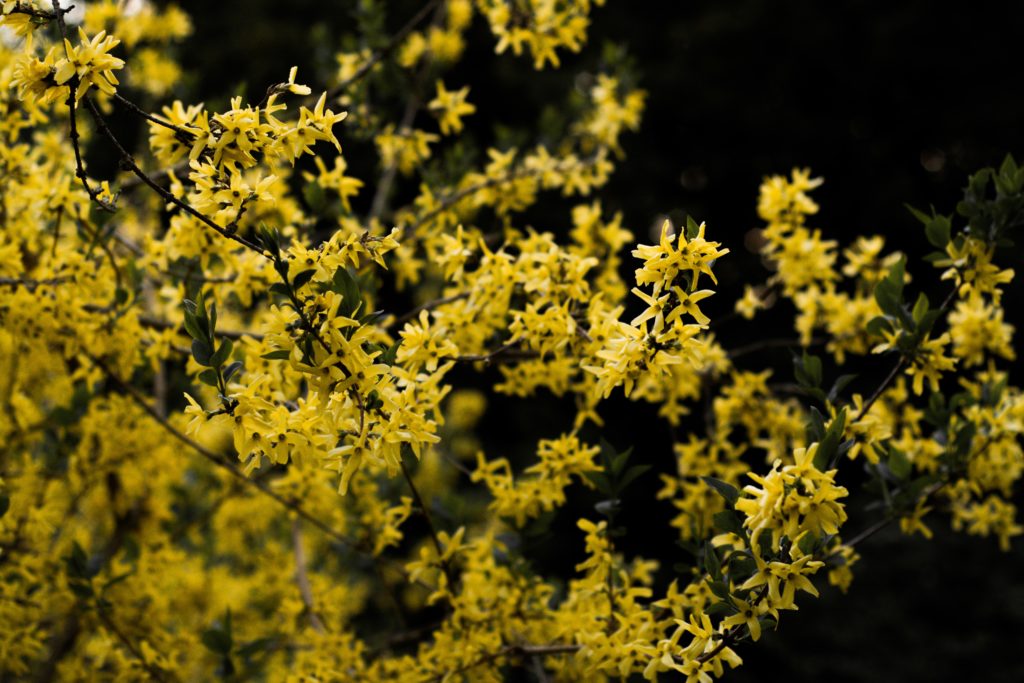 yellow flowers bush