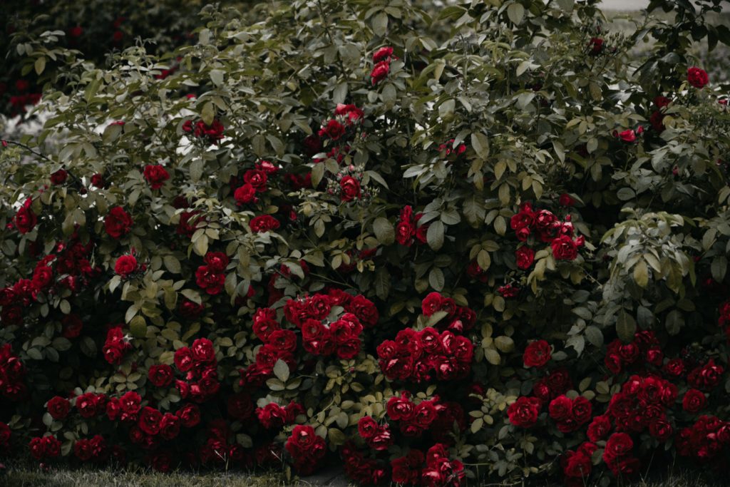 red blooming bush