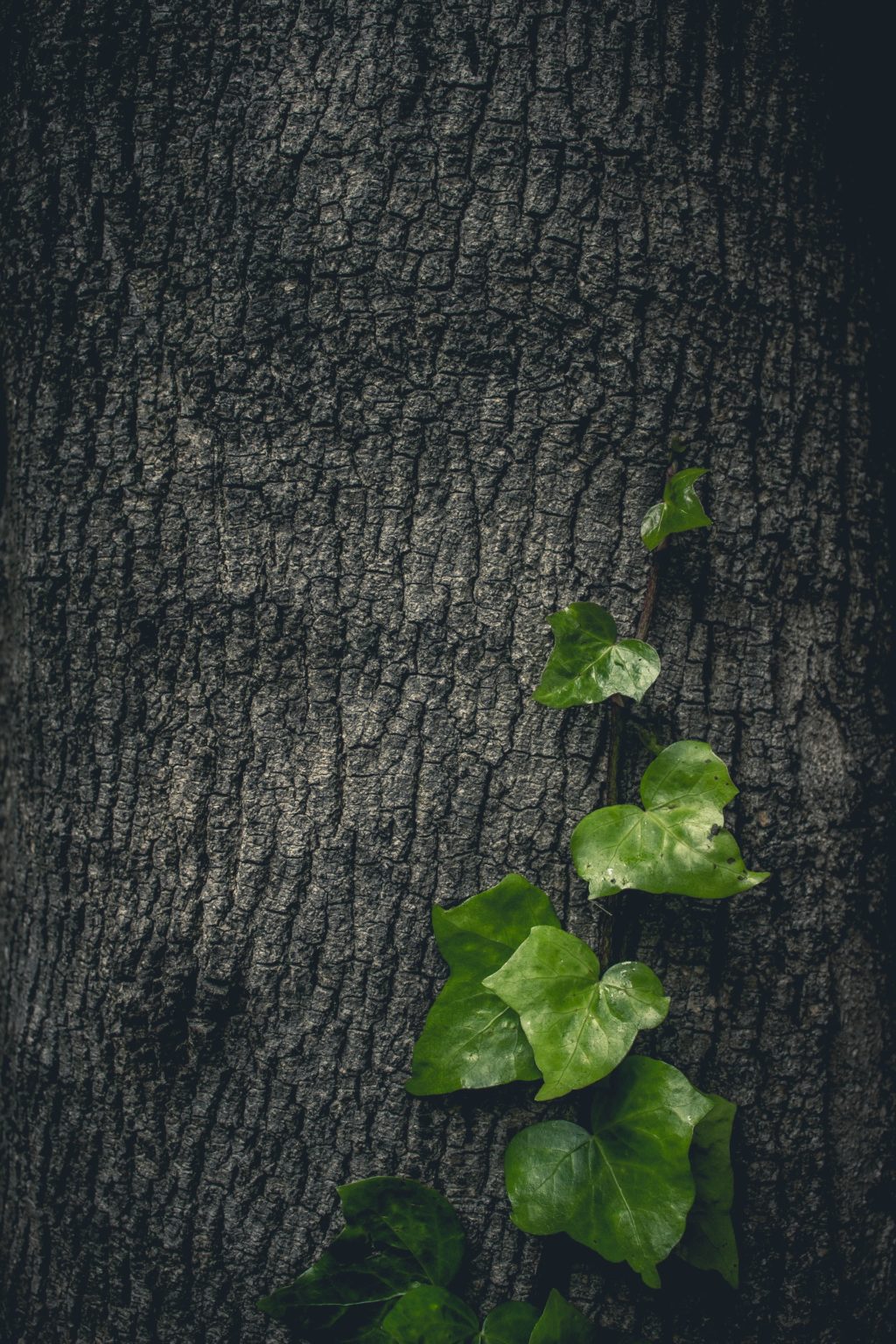 dark flora photography