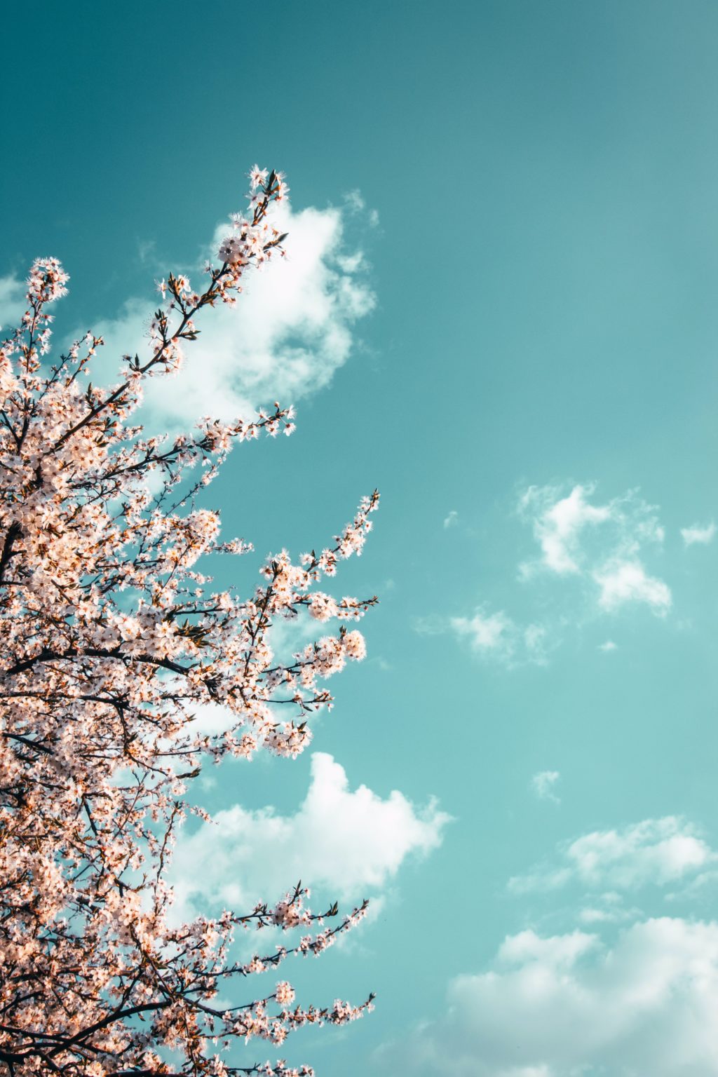 blooming trees negative space