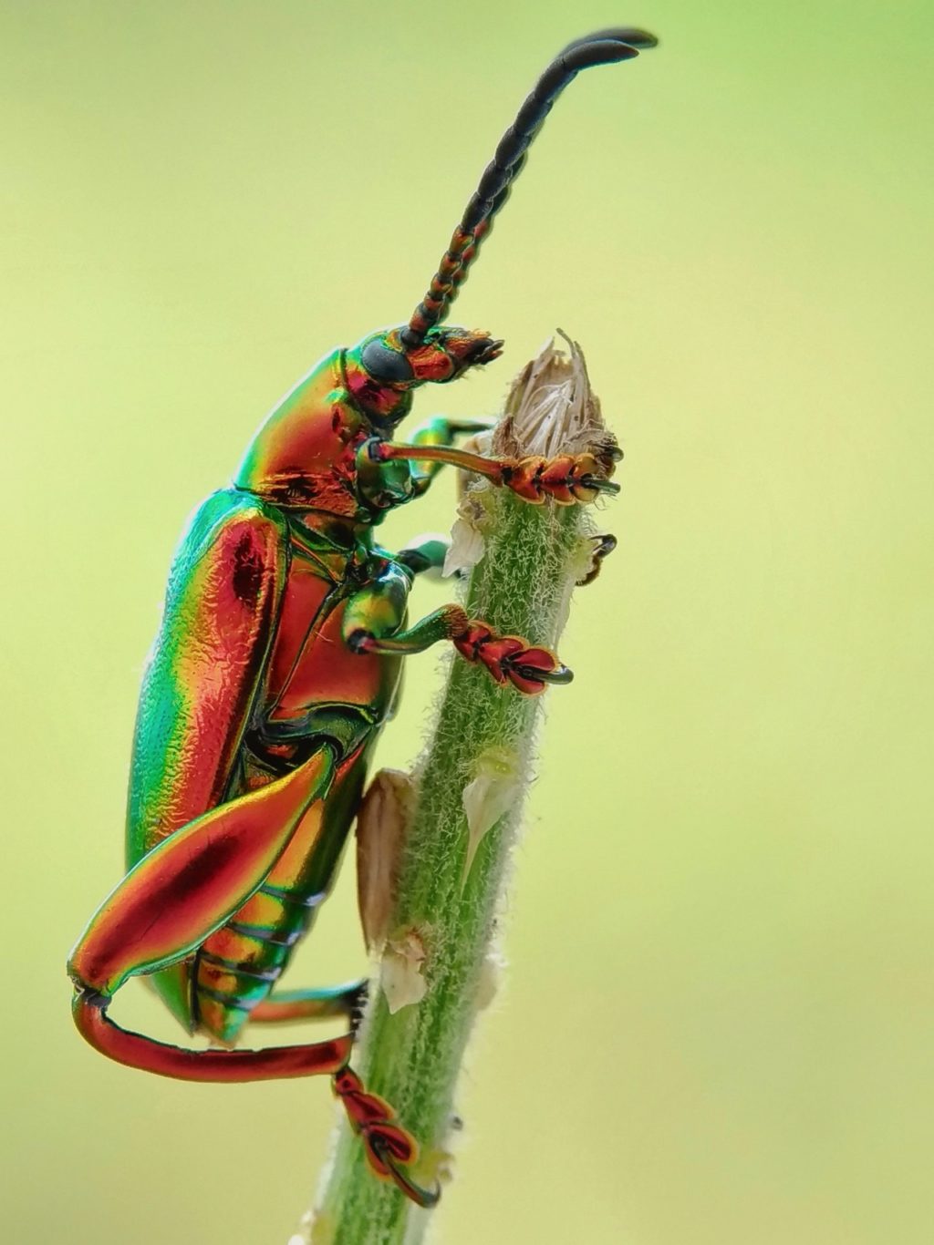 jewel beetle on tree branch