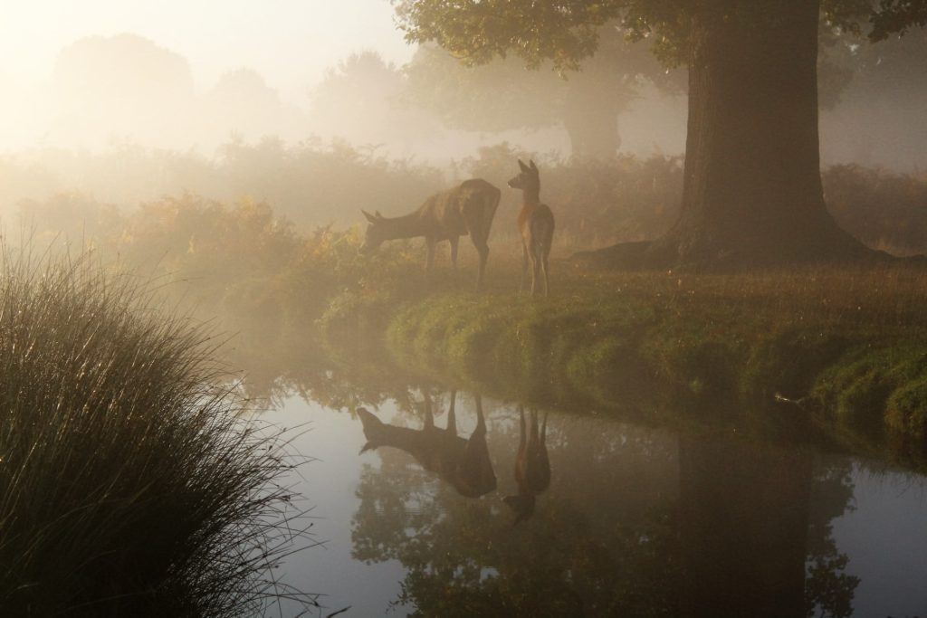 fog and mist can make the light extremely diffused, making the image soft and lacking contrast