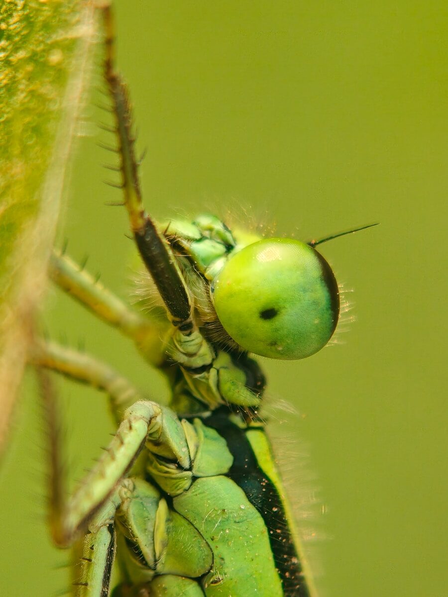 A close-up of a green damselfly on a plant.