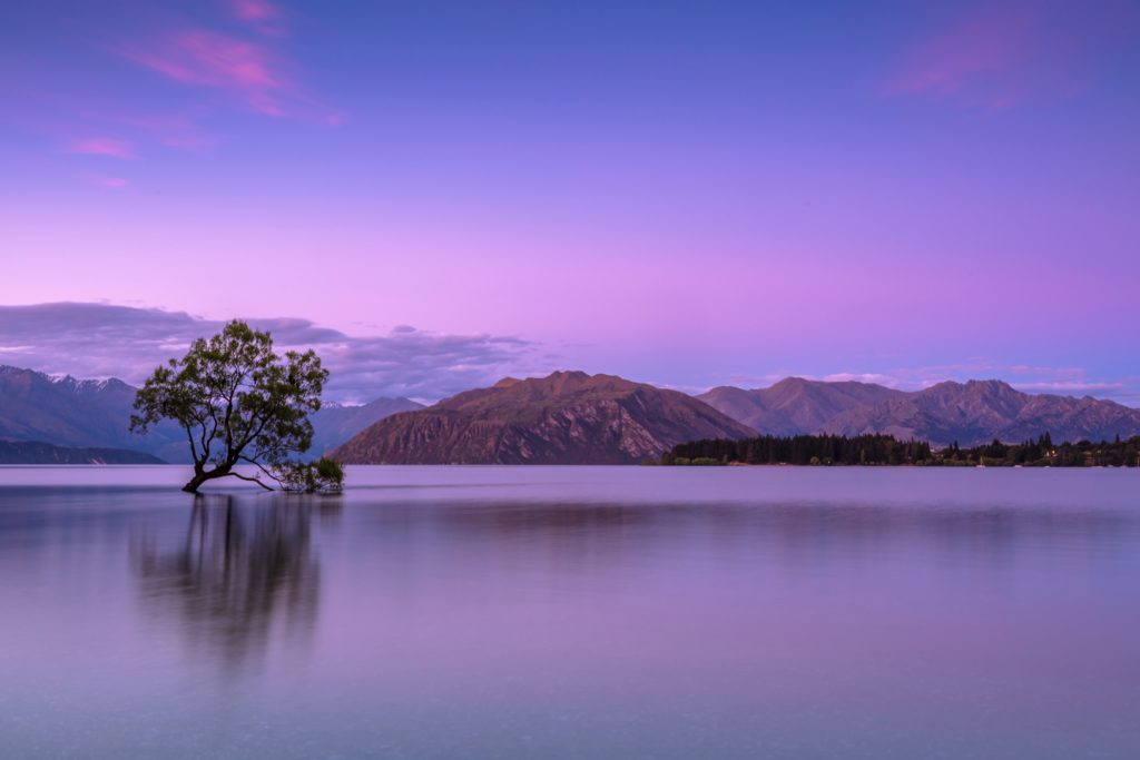Lone tree in lake 