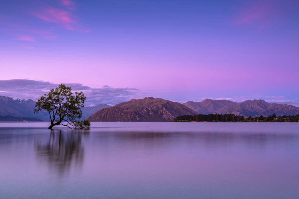 Lone tree in lake