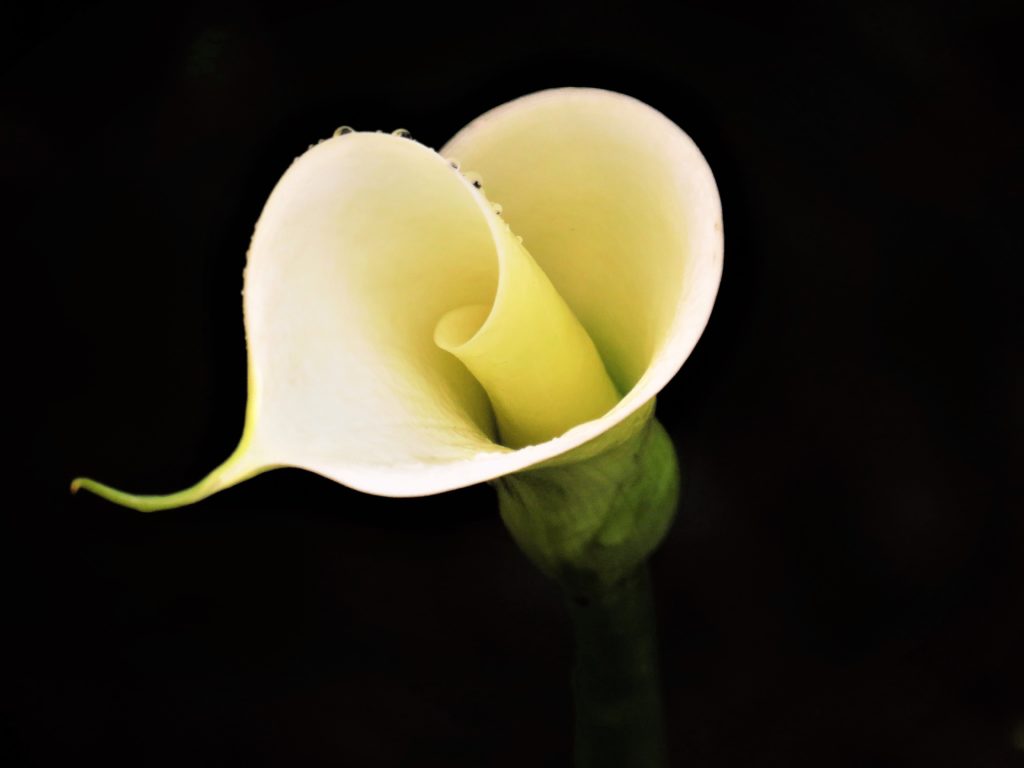 Flower with black background 