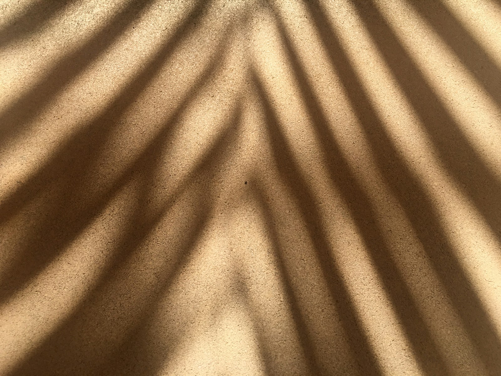 the shadow of a palm tree