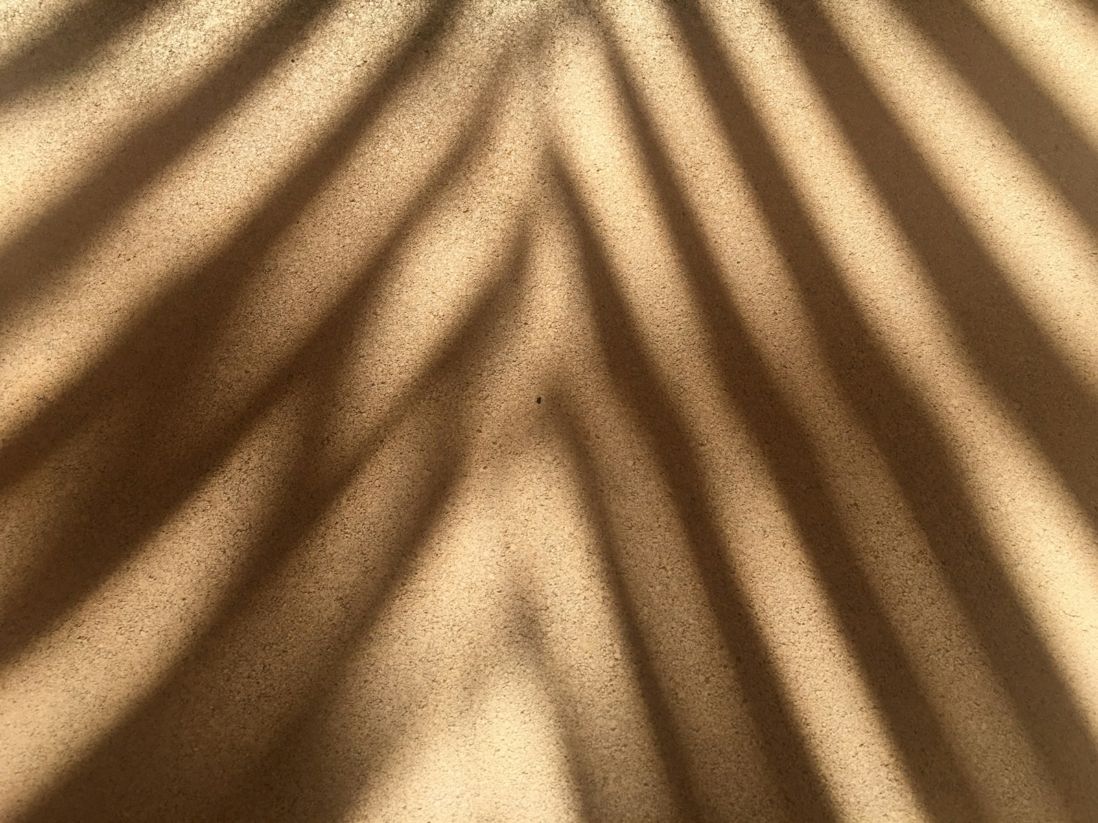 the shadow of a palm tree 