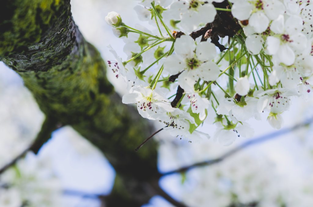 flowering branch