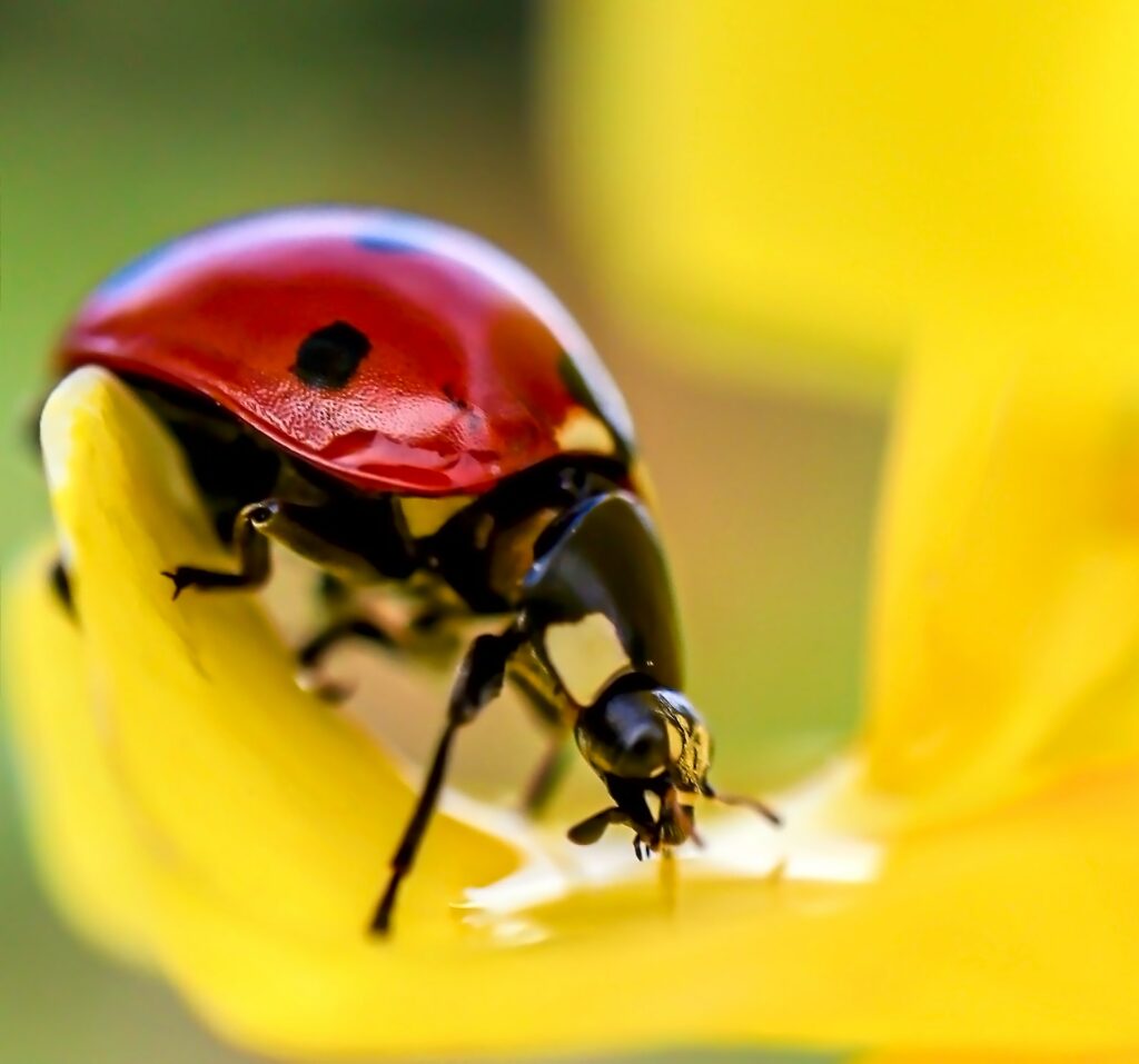 macro photography