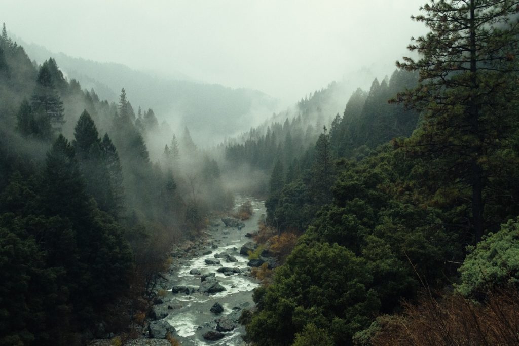 aerial shot of forest