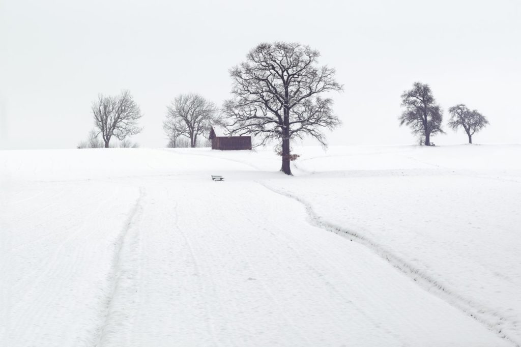 landscape photography of dried trees on snow covered ground