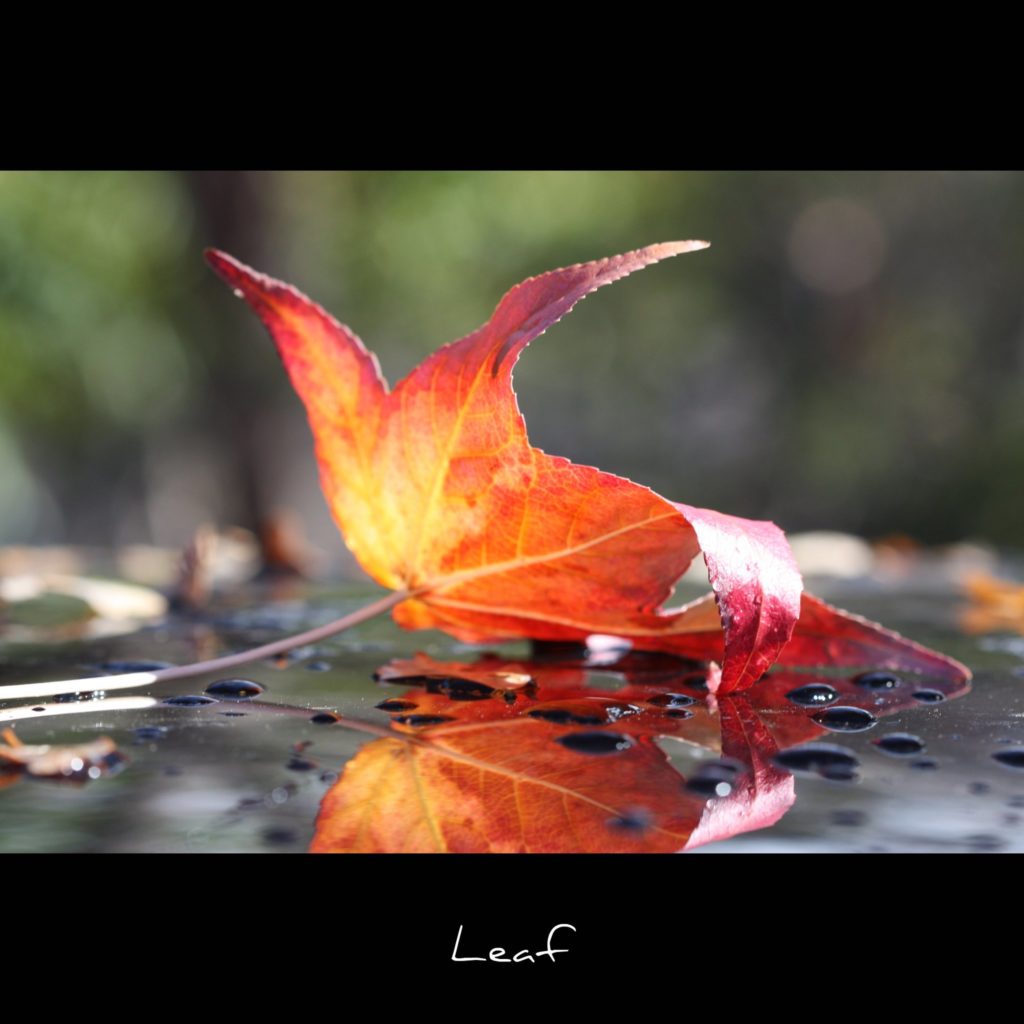 leaf