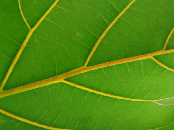 leaf