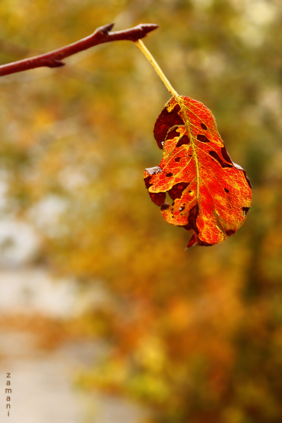 leaf