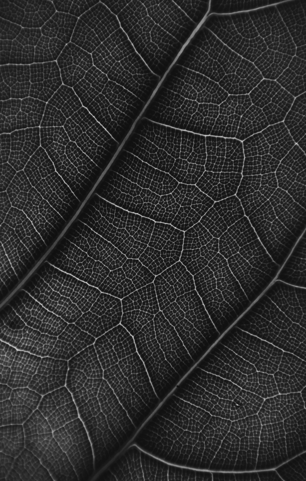 black and white leaf