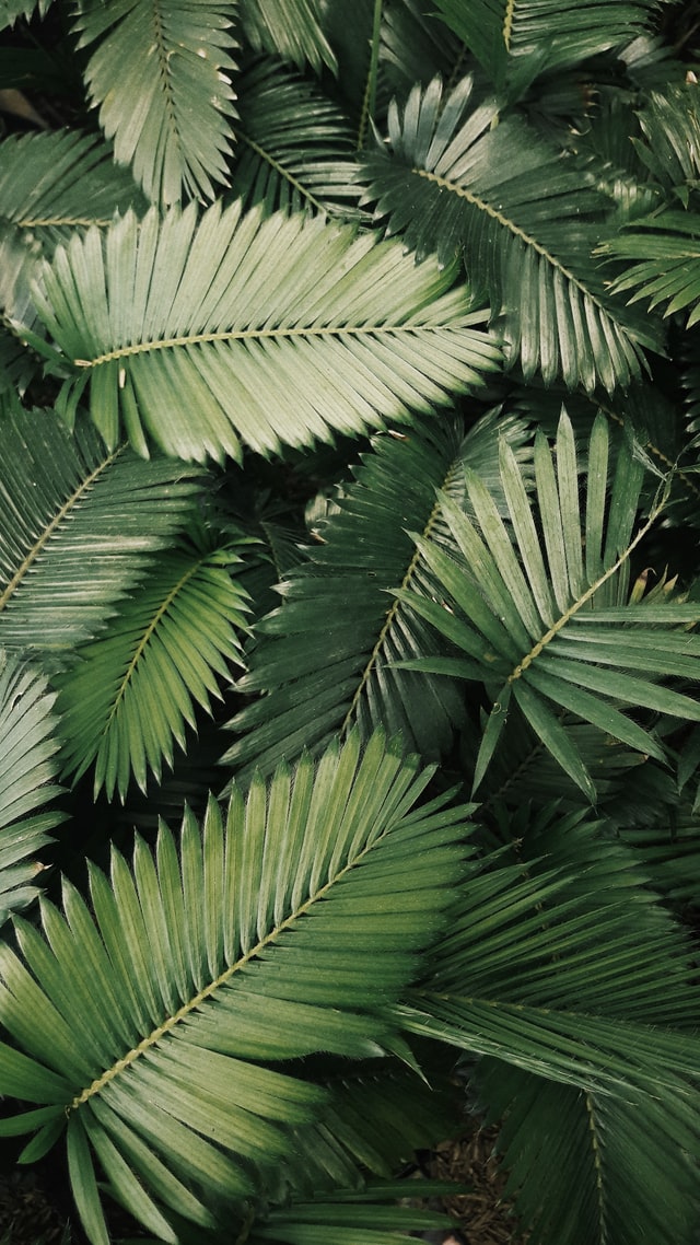 leaves