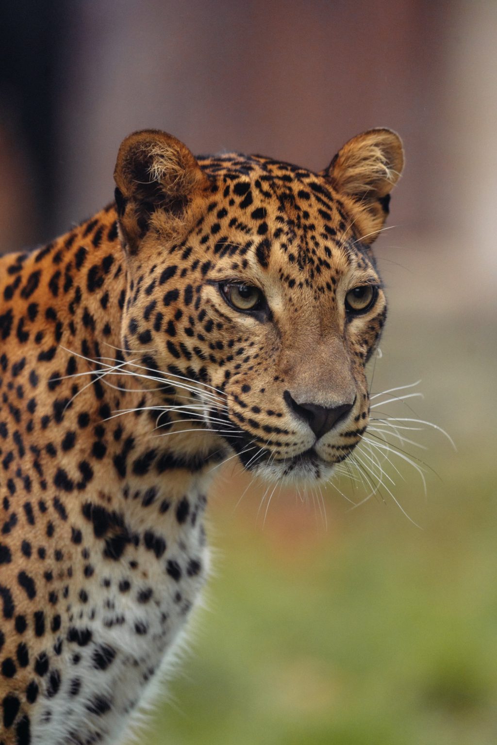 leopard wildlife portrait photos