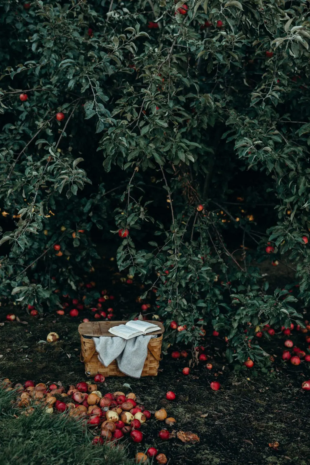 apples in a garden