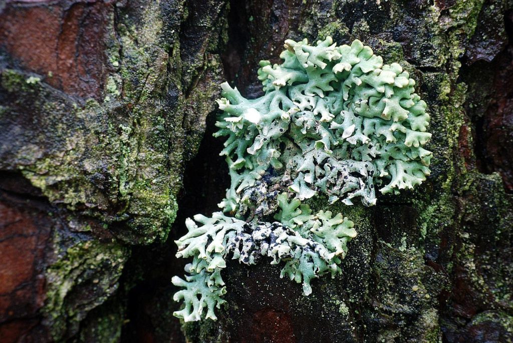 green lichen photographs