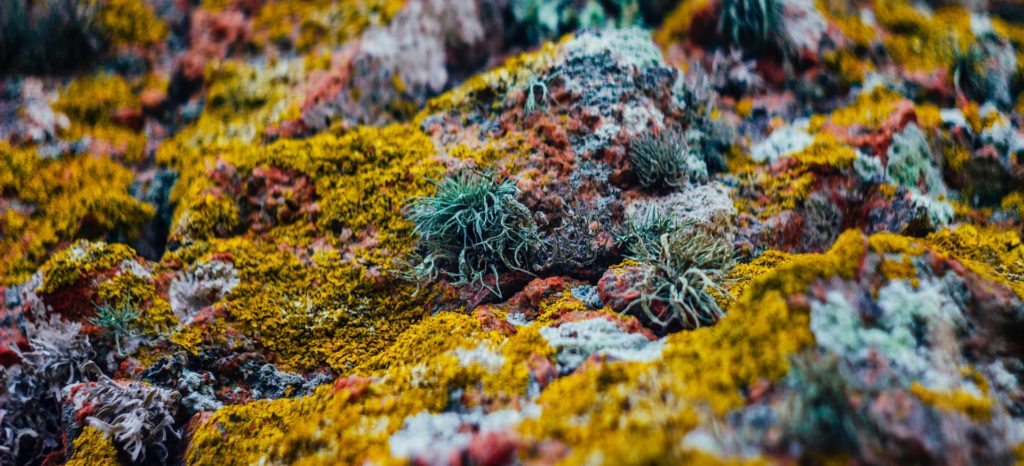 colorful lichen