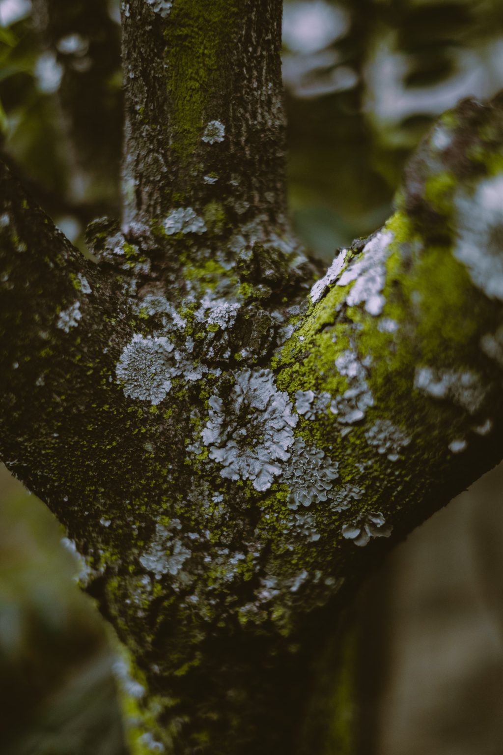 lichen on the tree