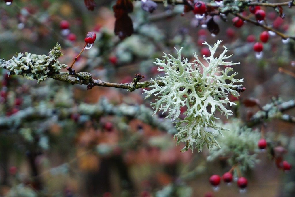 lichen like snowflake