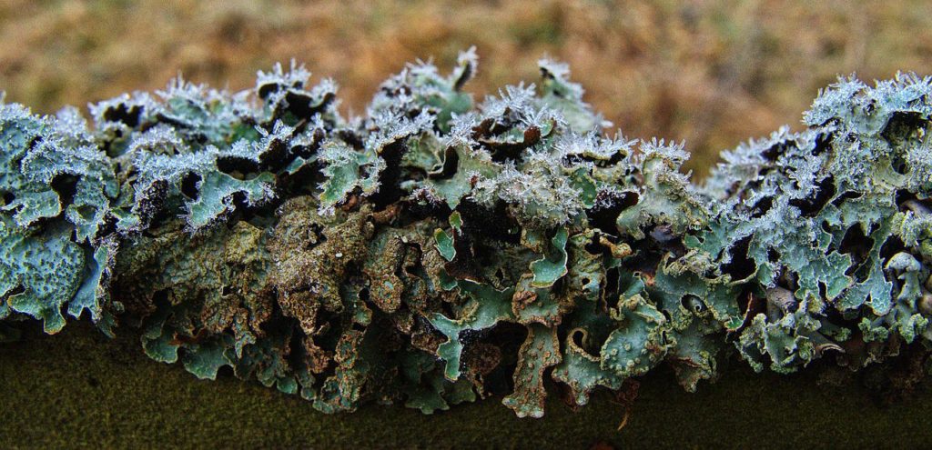 green lichen
