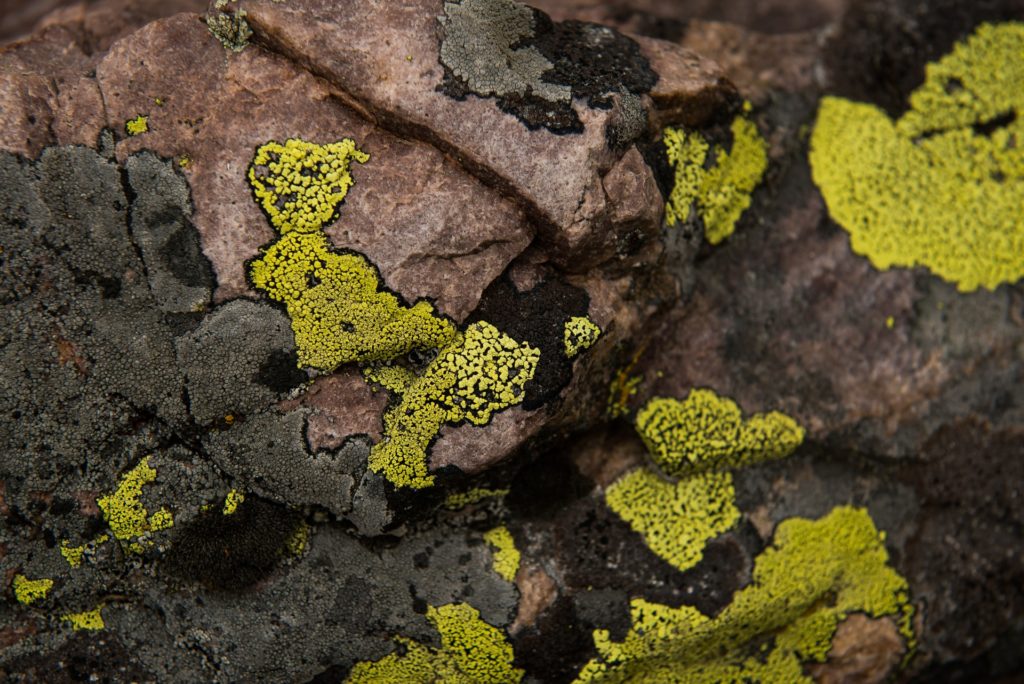 bright green lichen