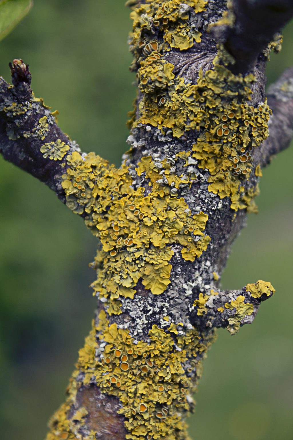 yellow lichen photographs