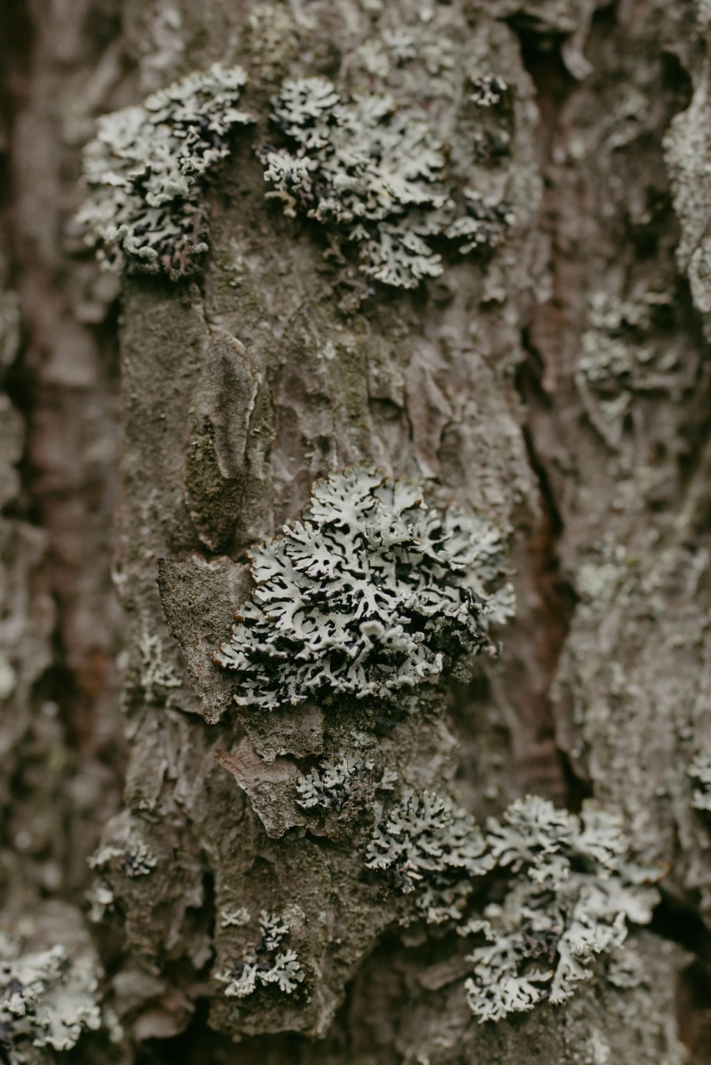 brown lichen