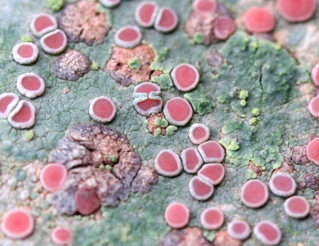 red button lichen