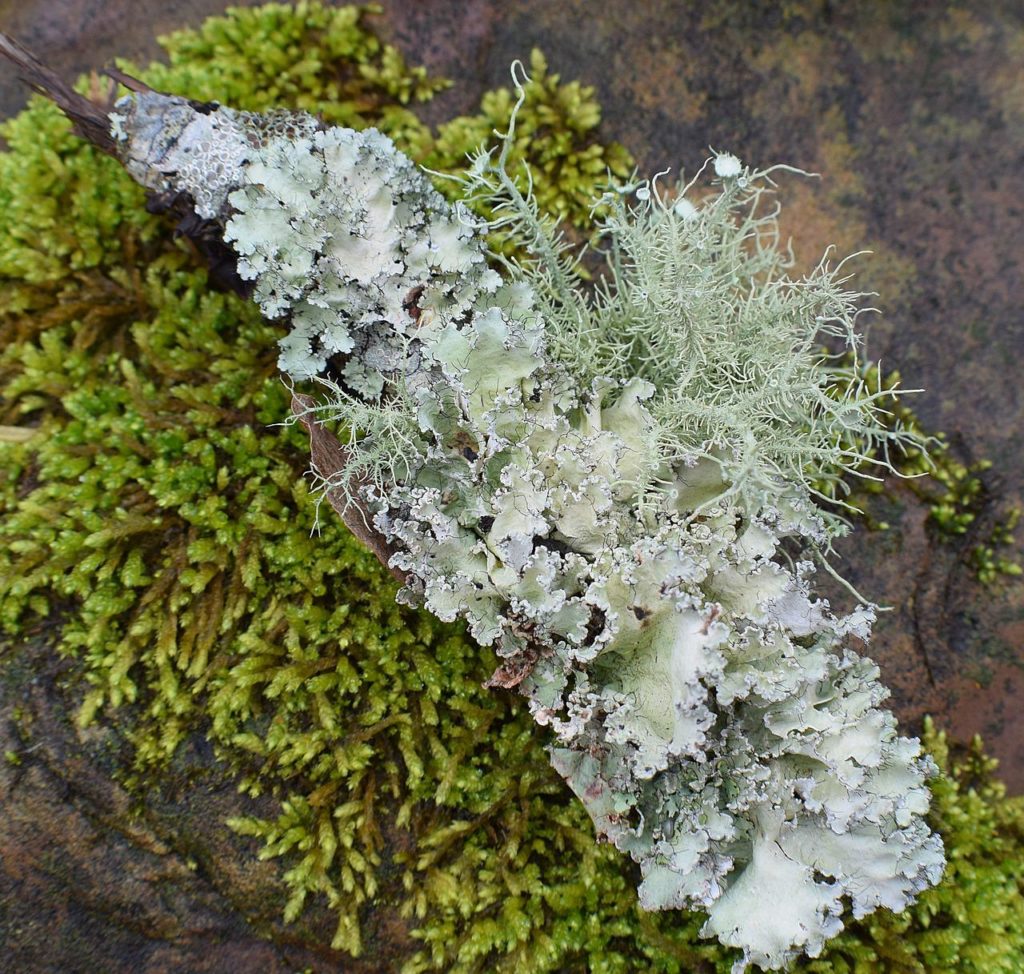 green white lichen