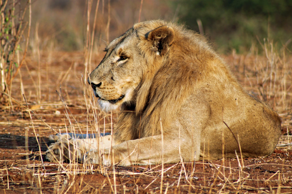 lion panthera leo