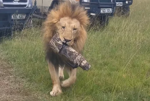 This Lion Just Walked Off With a Very Expensive Lens