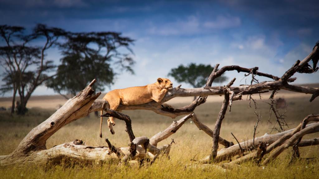 lioness sunbathing