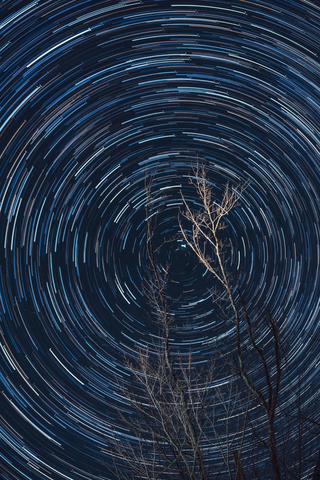 long exposure of photography of brown tree