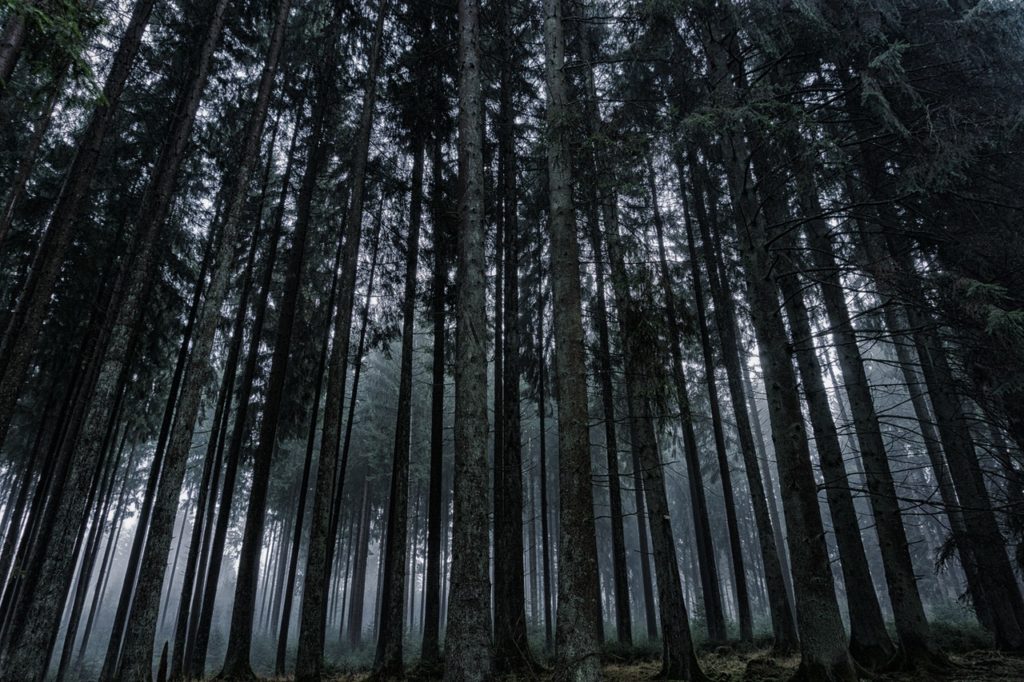 low angle view of trees in forest against sky