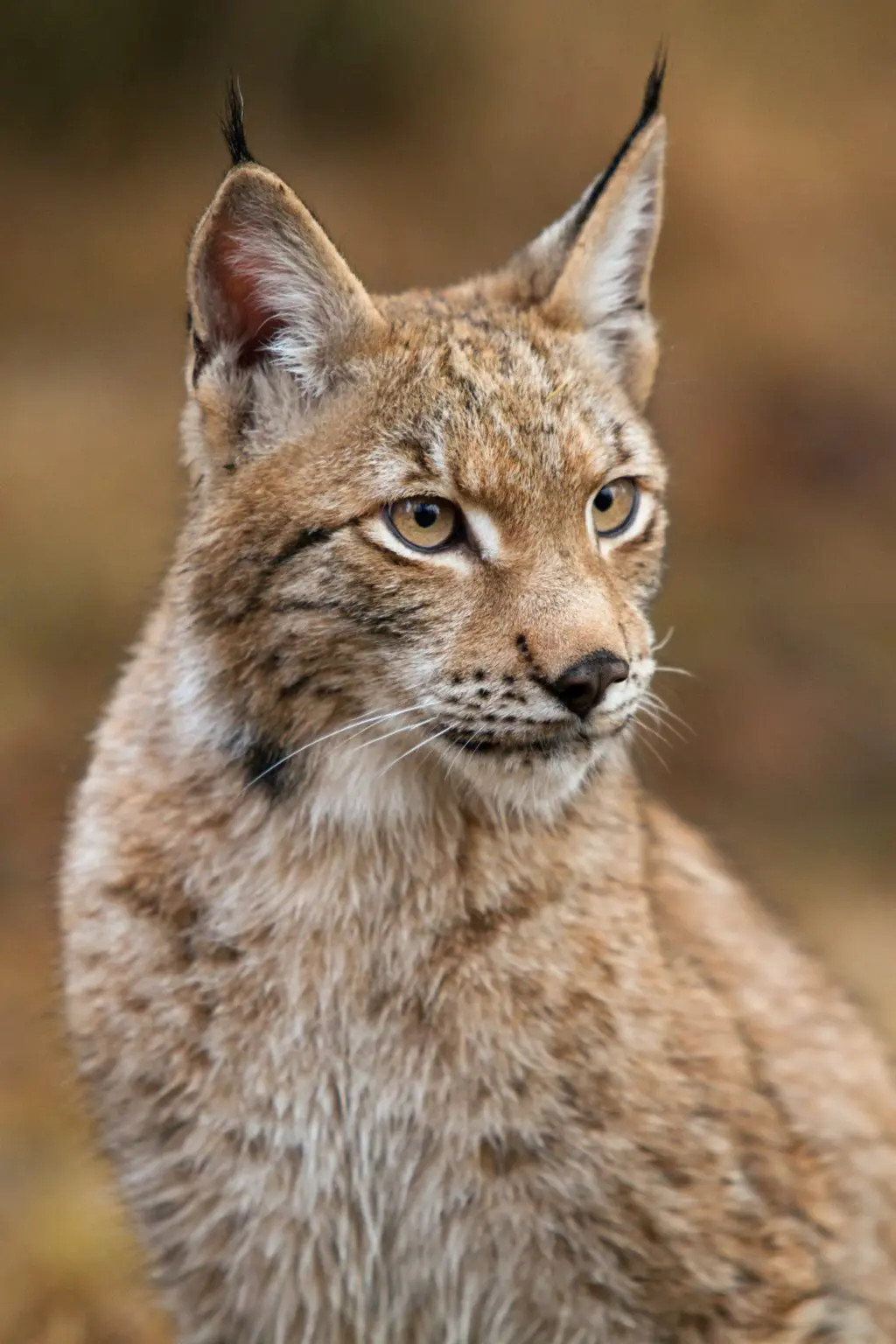 cat wildlife portrait