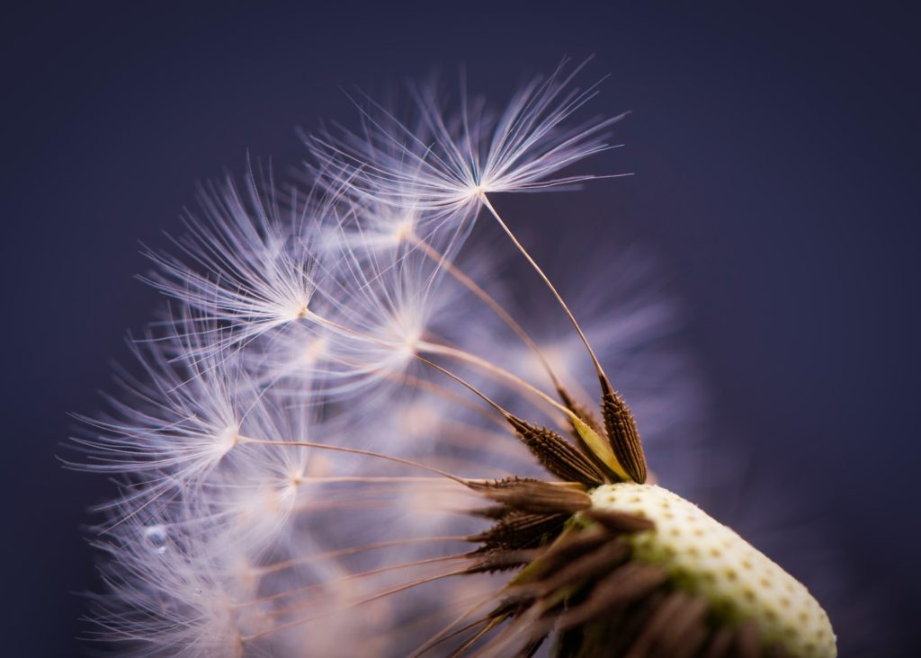 macrophotography of flower