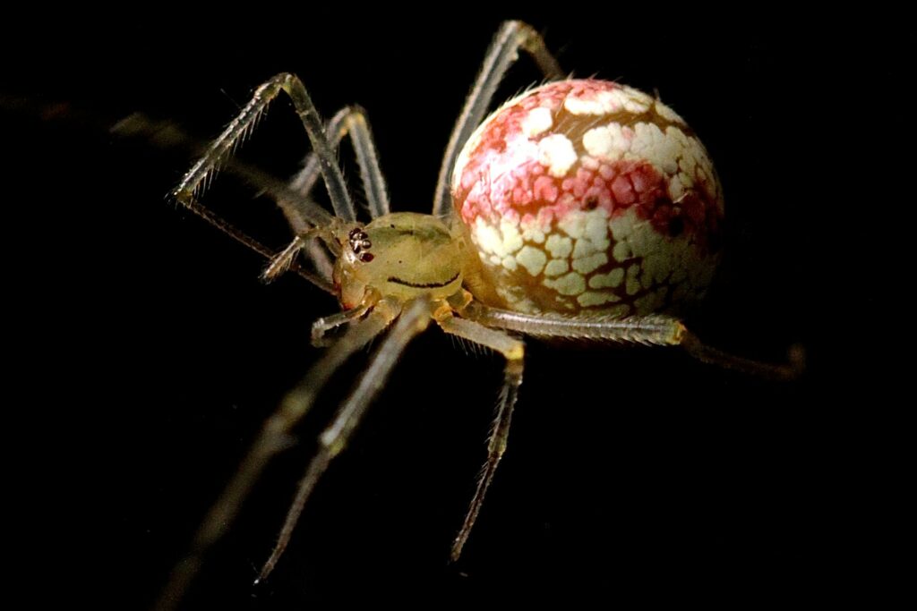 spider black background