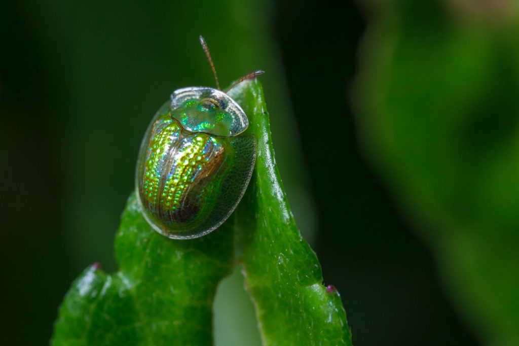 macro photography of green beetle on green leaf