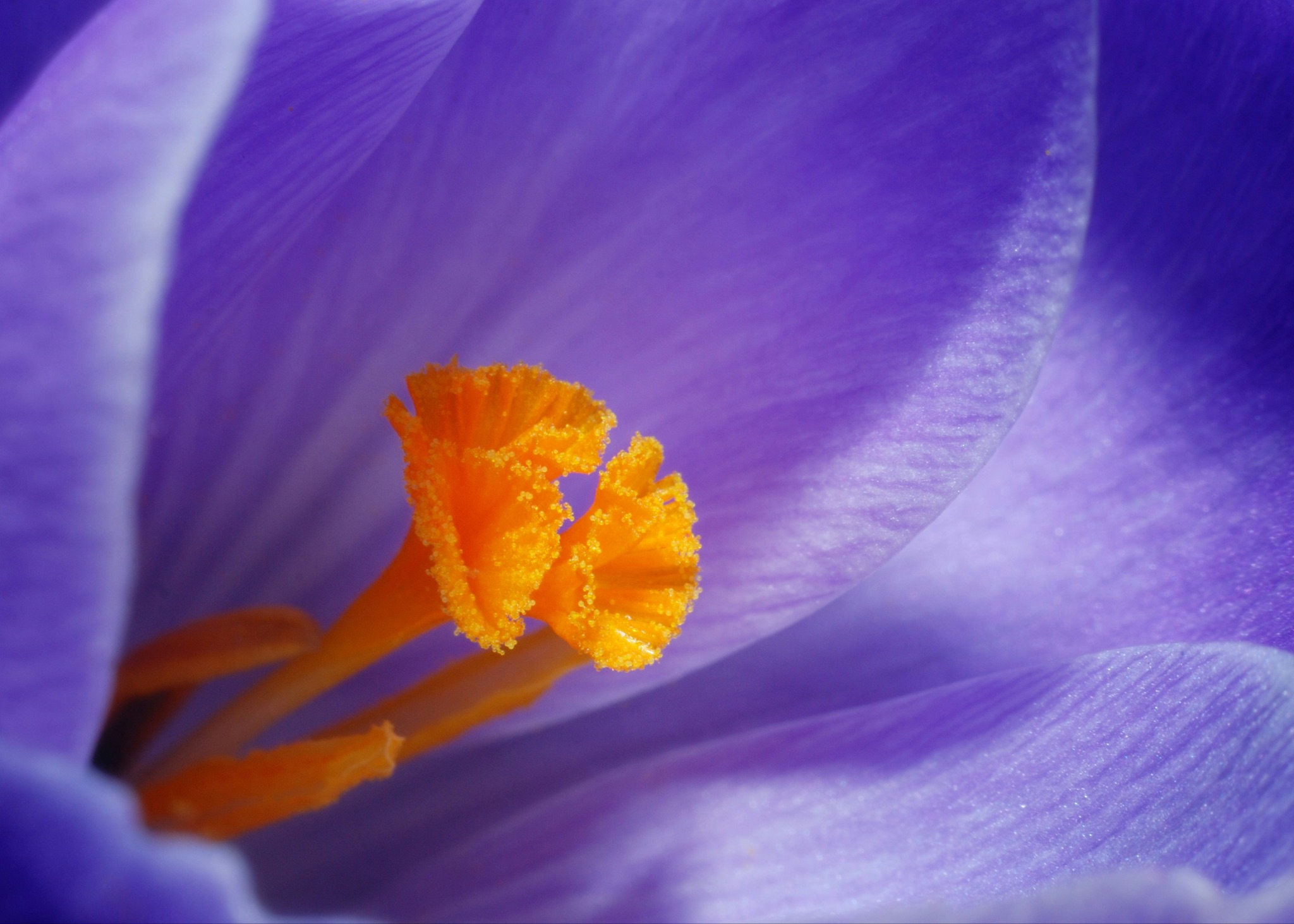 Macro shot of a purple and yellow flower