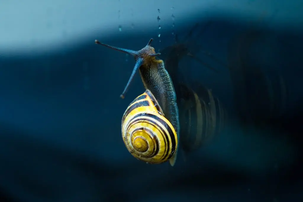 yellow and brown snail top of body of water