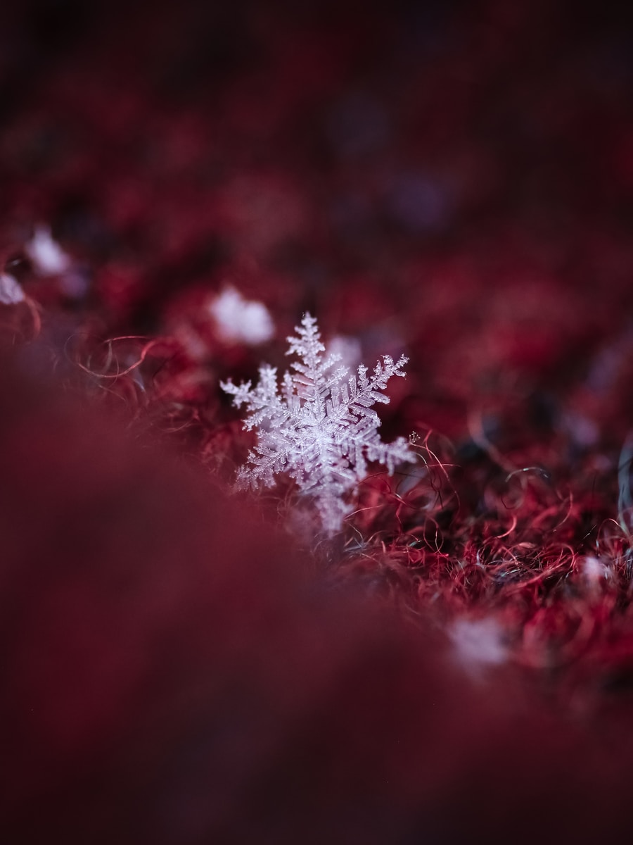 snow flakes on red background