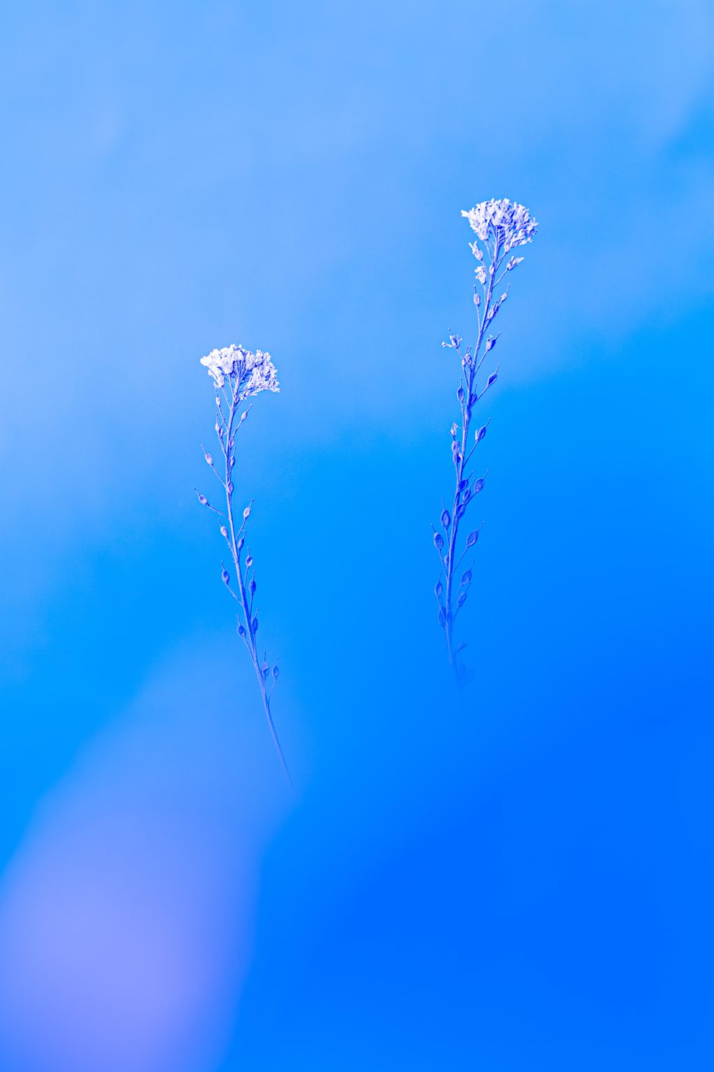 delicate plants