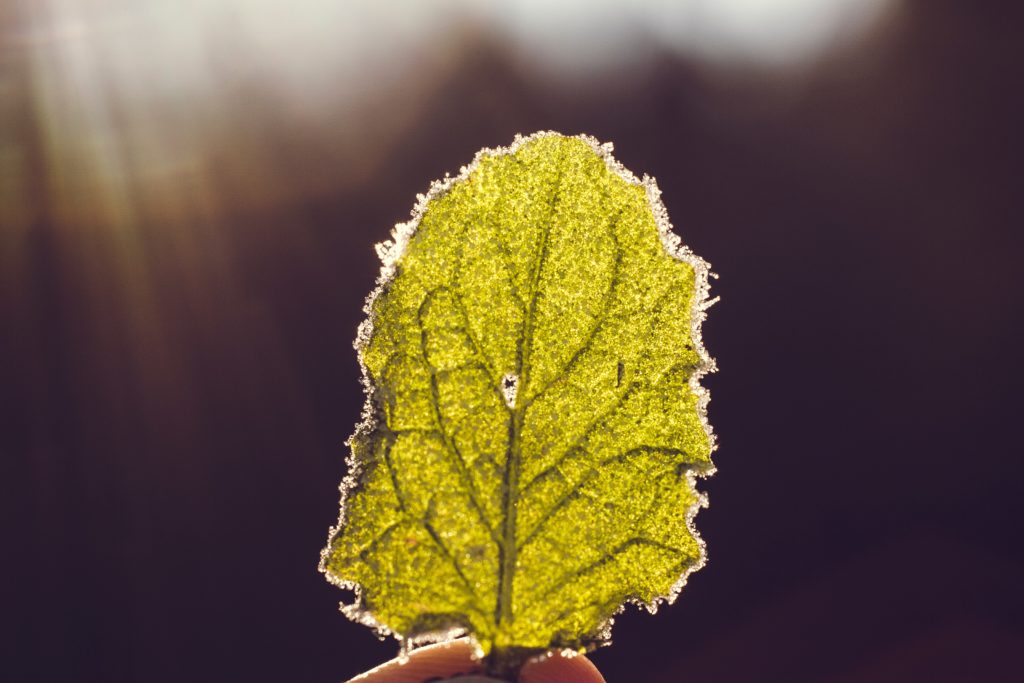 backlighting leaf