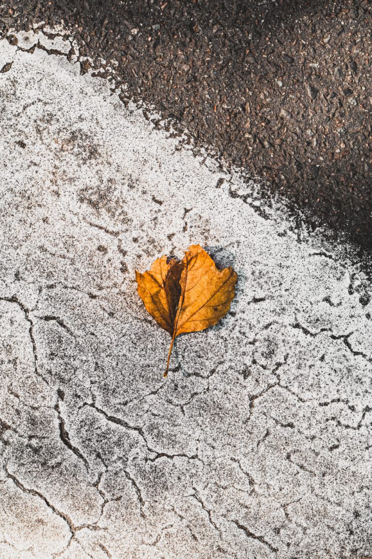 21 Comprehensive Tips On How To Photograph Leaves | Light Stalking