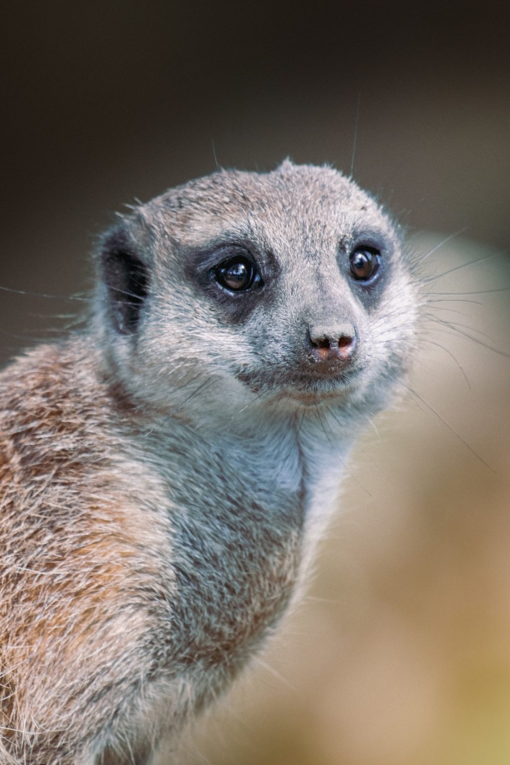 wildlife portrait photos