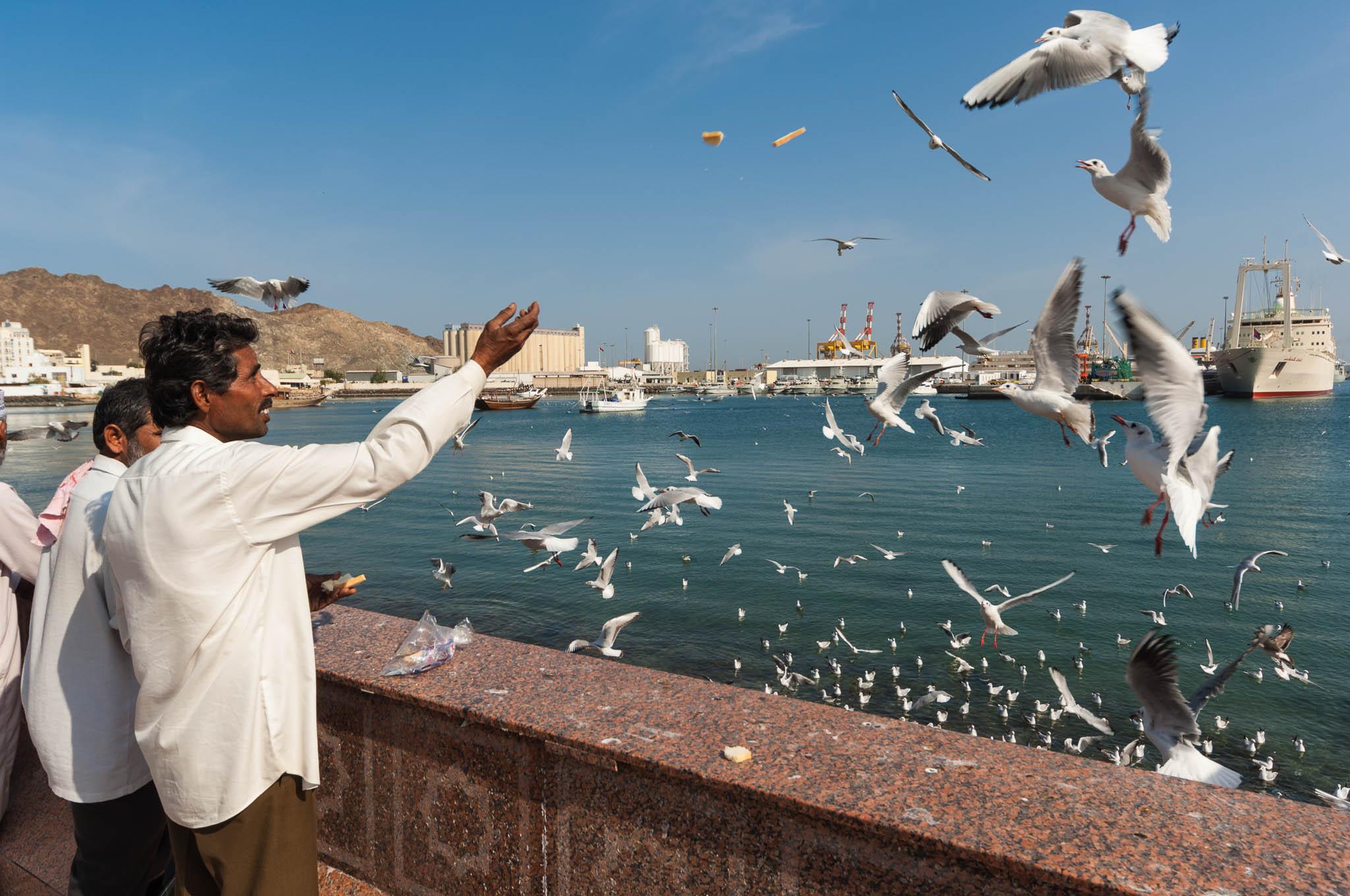 Men feeding seagulls at coastline in Muscat, Oman